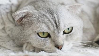 开云官网：以信任为纽带的品牌数字入口