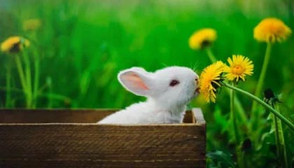 浙江队新帅卡内达：足球是控制性强的且有速度的